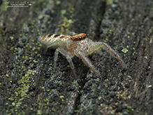 white-jawed jumping spider