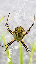 banded argiope