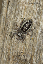 bronze jumping spider