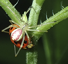 candy-striped spider