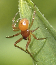 cobweb spider (Thymoites sp.)