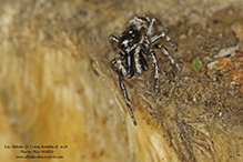 common Hentz jumping spider