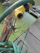 fishing spider (Dolomedes sp.)