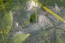grass spider (Agelenopsis sp.)