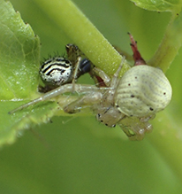 ground crab spider (Xysticus sp.)