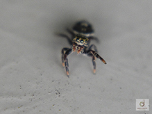 jumping spider (Phidippus sp.)