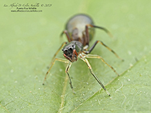 slender ant-mimic jumping spider