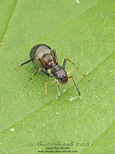 slender ant-mimicking jumping spider