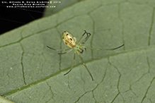 stretch spider (Tetragnatha sp.)