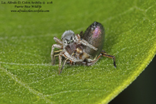 thick-spined jumping spider