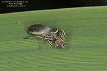 thin-spined jumping spider