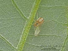 typical cobweb spider (Theridion sp.)