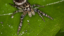 white-cheeked jumping spider (Pelegrina sp.)