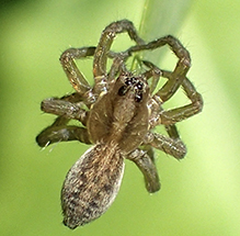 wolf spider (Family Lycosidae)