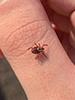 American dog tick