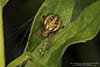 arabesque orbweaver