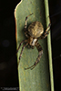 arabesque orbweaver