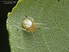 arabesque orbweaver
