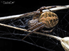arabesque orbweaver