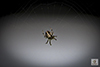 arabesque orbweaver