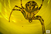 arabesque orbweaver