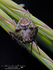 arabesque orbweaver
