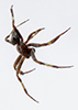 arabesque orbweaver