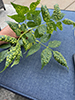 ash bead gall mite