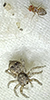 Asiatic wall jumping spider