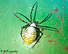 banded argiope