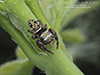 brilliant jumping spider