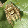 brilliant jumping spider