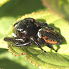 brilliant jumping spider