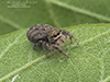 brilliant jumping spider
