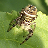 brilliant jumping spider