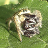 brilliant jumping spider