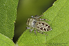 bronze jumping spider