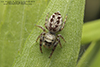 bronze jumping spider