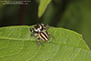 bronze jumping spider