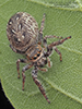bronze jumping spider