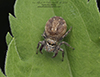 bronze jumping spider