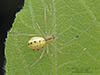 candy-striped spider