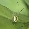 candy-striped spider