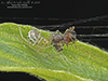 candy-striped spider
