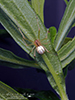 candy-striped spider