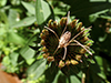 common harvestman