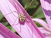 common harvestman