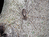 common harvestman