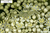 crab spider (Mecaphesa sp.)
