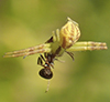 crab spider (Mecaphesa sp.)